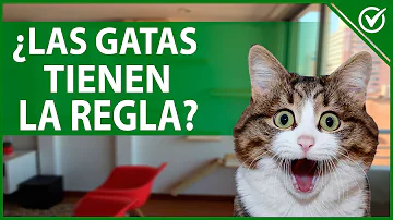 ¿Las gatas tienen la regla y sangran?