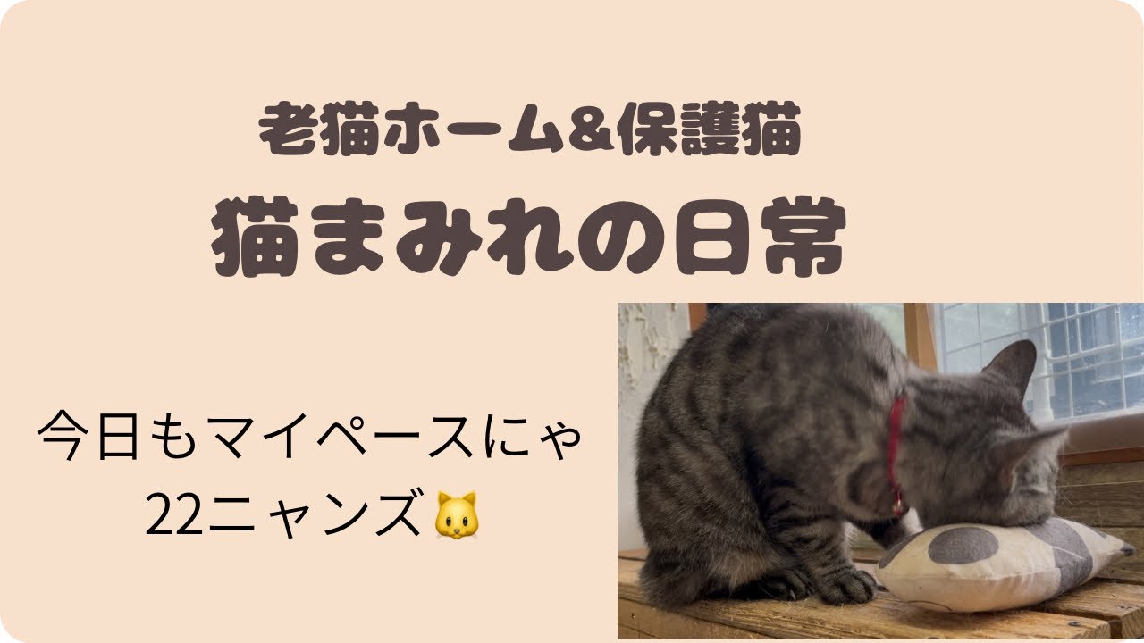 今日もマイペースにゃ22ニャンズ🐱 - YouTube