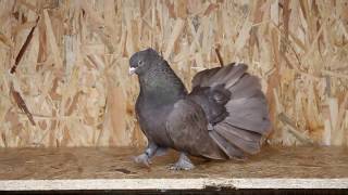 Indian Fantail Pigeons Kerekegyháza
