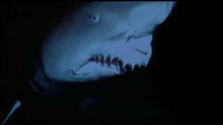 Shark scene from strange wilderness!
