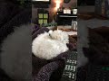 Dog Hiccups?