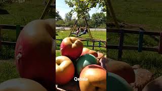 Qəbələ Vəndam. Gabala Vandam