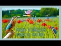 Relaxation instrumental music and song of birds in nature  relaxation musique instrumentale et chan