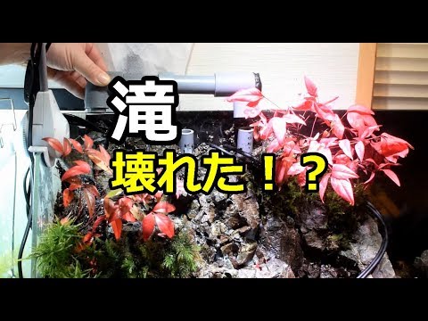 滝の水中ポンプが壊れた 水槽立ち上げ 3段の滝 アクアテラリウム Part14 Youtube