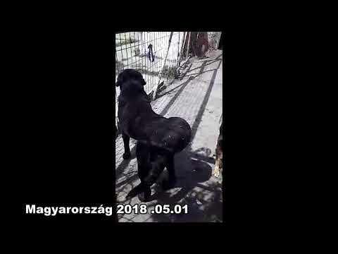 Videó: A Dogok Tenyésztője Bűnösnek Találta Az állatkínzást