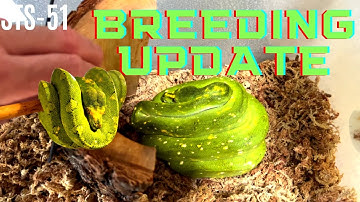 BREEDING PROJECT UPDATES | GREEN TREE PYTHONS | SUPER DWARF RETICS | BOA CONSTRICTORS | STS-51