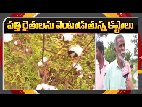 పత్తి రైతులను వెంటాడుతున్న కష్టాలు | Cotton Farmers in Trouble | Mahabubnagar | TV5 News - TV5NEWS
