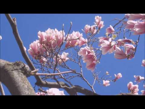 Frédéric Chopin Mazurka in G major, B 16 no 1