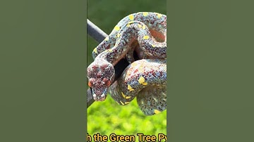 “Watch the Green Tree Python Slither Gracefully!”