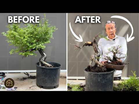 fibotherm bonsai Oversized Foemina Juniper in a 17.5" Plastic bonsai Trainer