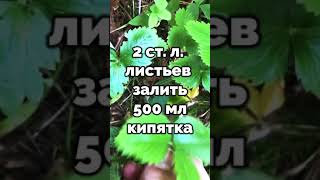 Листья малины от температуры