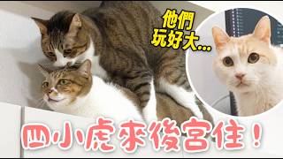 四小虎入住後宮與原住民貓從衝突到混熟的相處紀錄