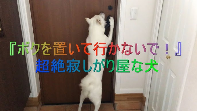 超絶寂しがり屋 ほんのちょっとも留守番ができない犬 Youtube 超絶寂しがり屋 ほんのちょっとも留守番ができない犬 Youtube
