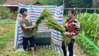 Together Harvest wet rice together after 3 months of care - A happy bumper crop