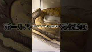 ボールパイソンの繁殖をする時に1番最初に確認するべきは求愛行動