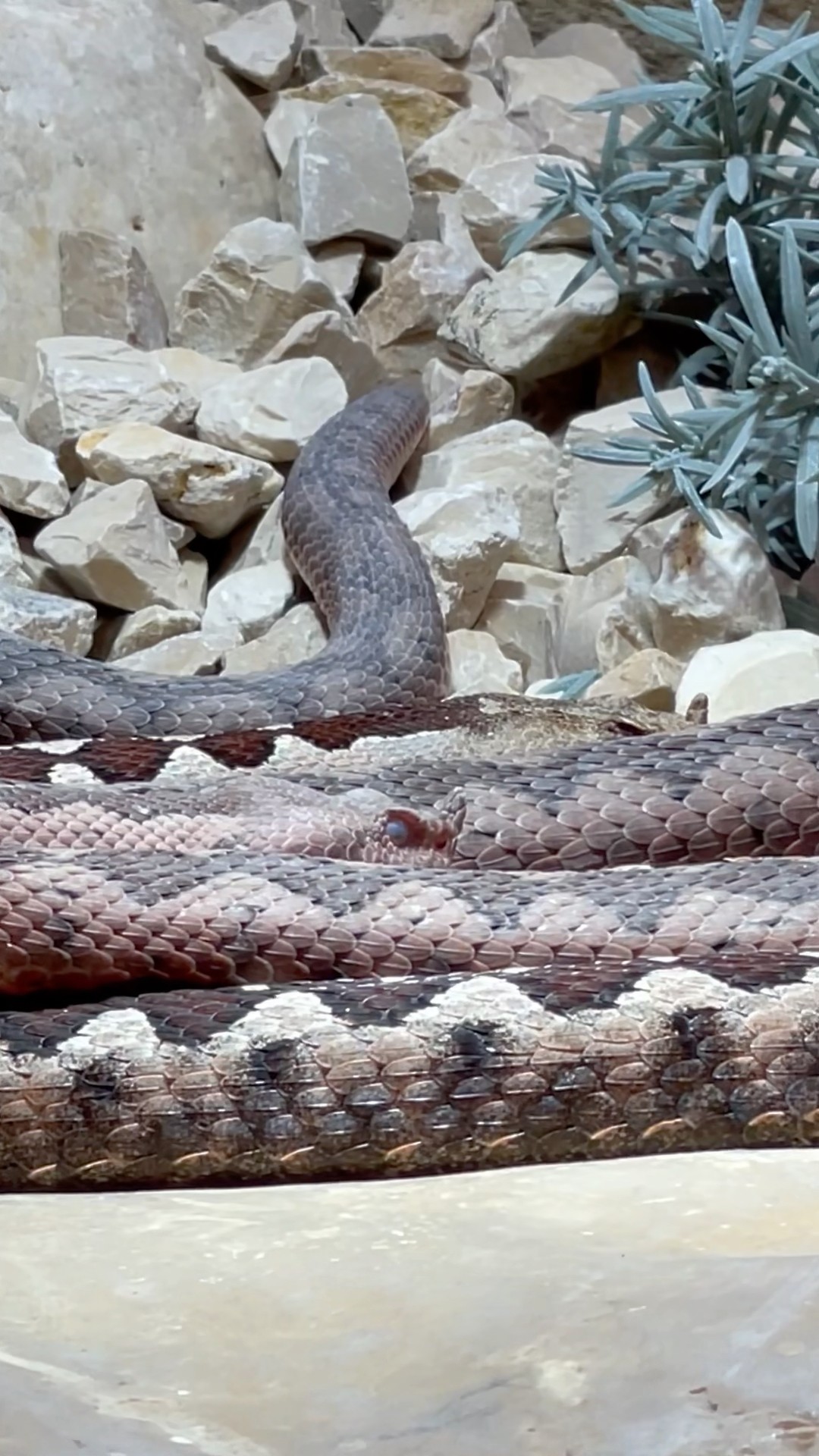 Marvelous Nose-Horned Snake