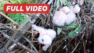 Shikra Baby's Fall and Mom's Hunt for Food (Full) – Chick's Journey from Egg Crack to First Flight!