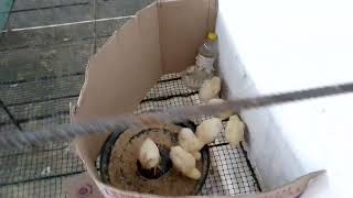 Crías de pollo de engorde cómo hacerlo en casa screenshot 3