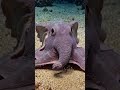 ek esa octopus jiske bare me aaj tak kisi ko nhi pata #dumbo #octopus #Animal #short #video 🐙🐙