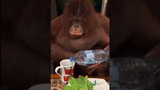 Stan Twitter: Sassy Orangutan mugs cutie while serving themselves water ft Cupcakke! 🦧💅