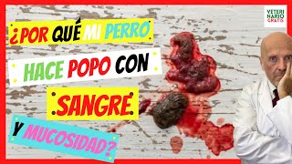 ¿PORQUE MI PERRO HACE HECES (POPO) CON SANGRE Y MUCOSIDAD?⚠️(HECES SANGRE PERROS) - YouTube