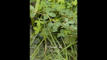 سورة الإخلاص | قرآن كريم | حالات واتس آب قصيرة