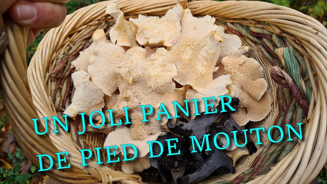 [CHAMPIGNONS] Des pieds de mouton pour la suite de la saison 🍁🍄🍂🍁 - YouTube