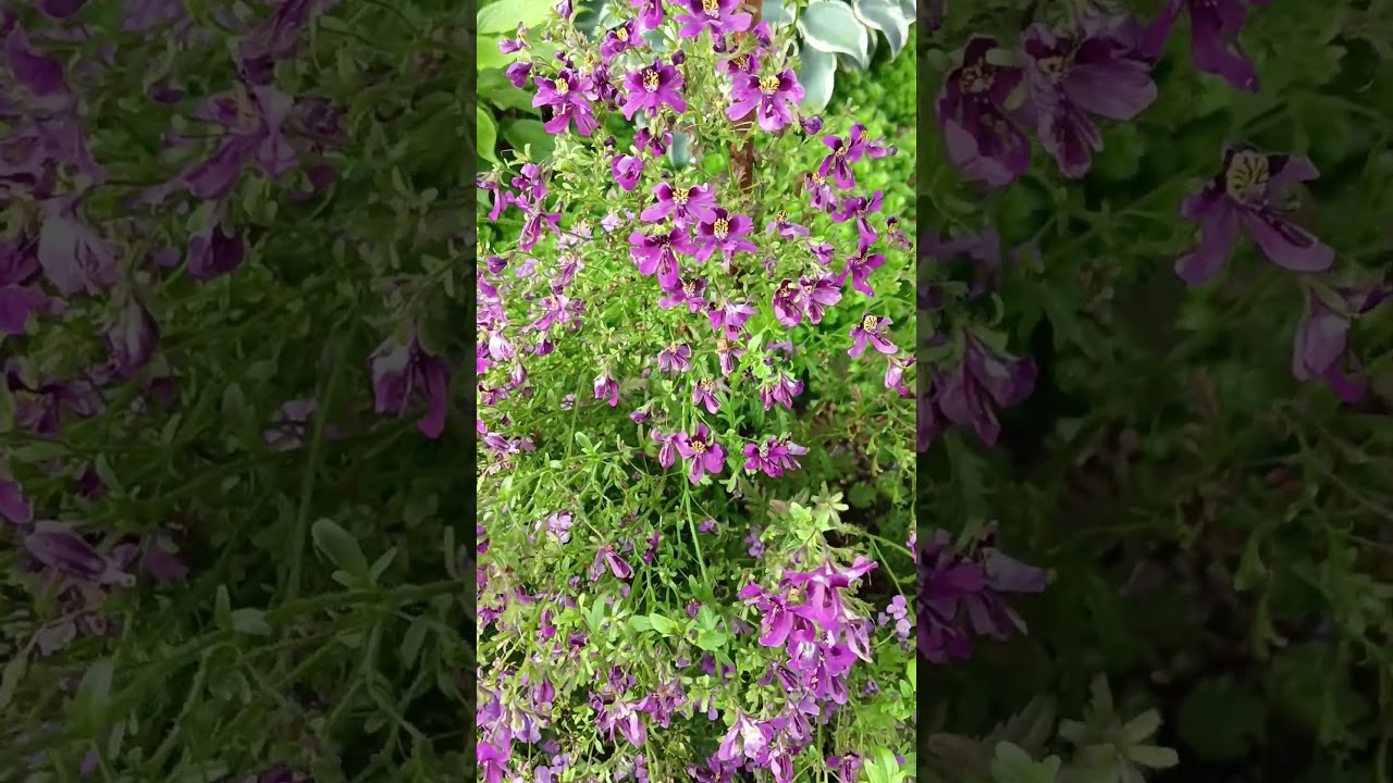 Однолетние цветы без рассады