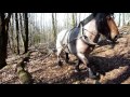 Débardage à cheval dans un site classé