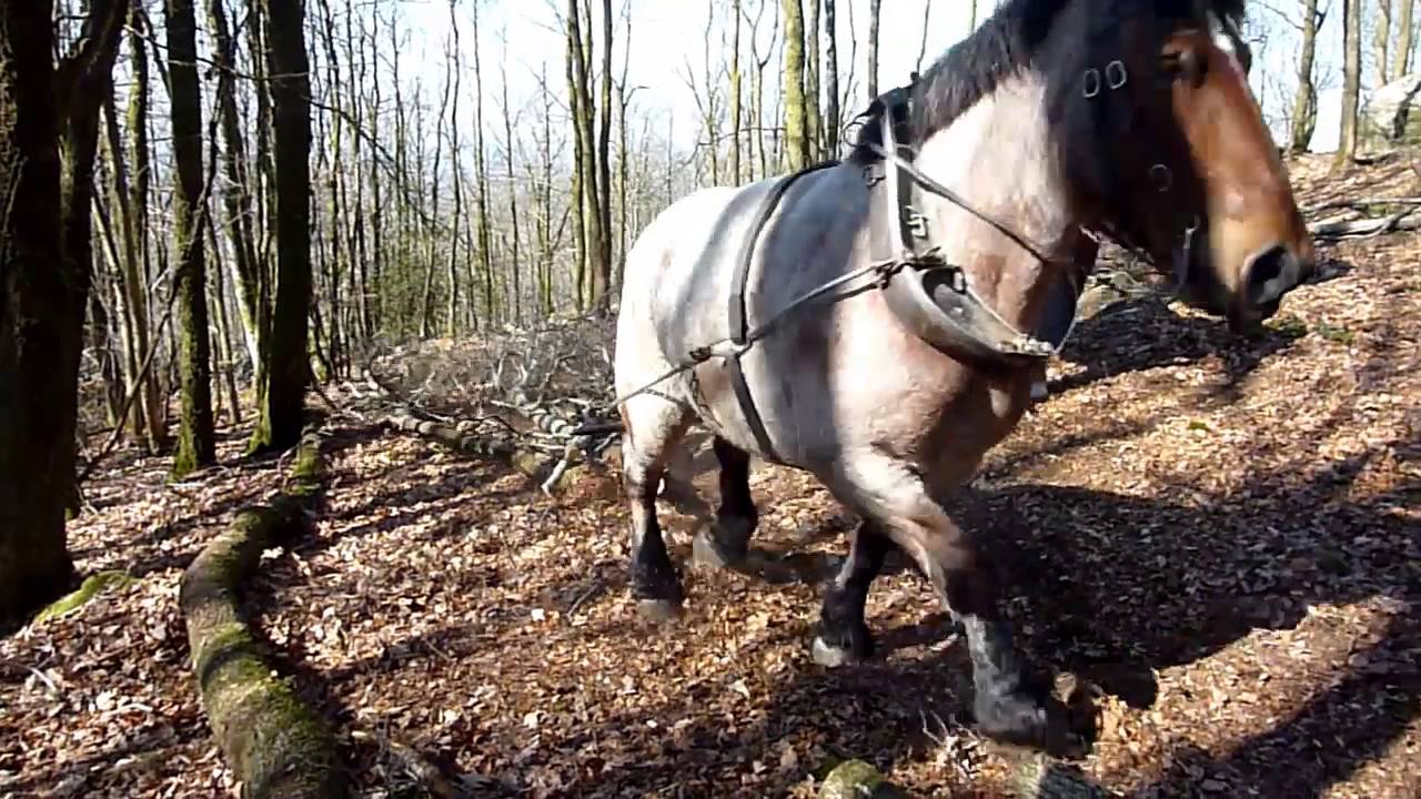 camera iphone 8 plus apk Débardage à cheval dans un site classé