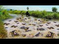 When flooding A Lot of Crabs Along Water Flow On Road - A Fisherman Catch A Lot Today By Hand Skill