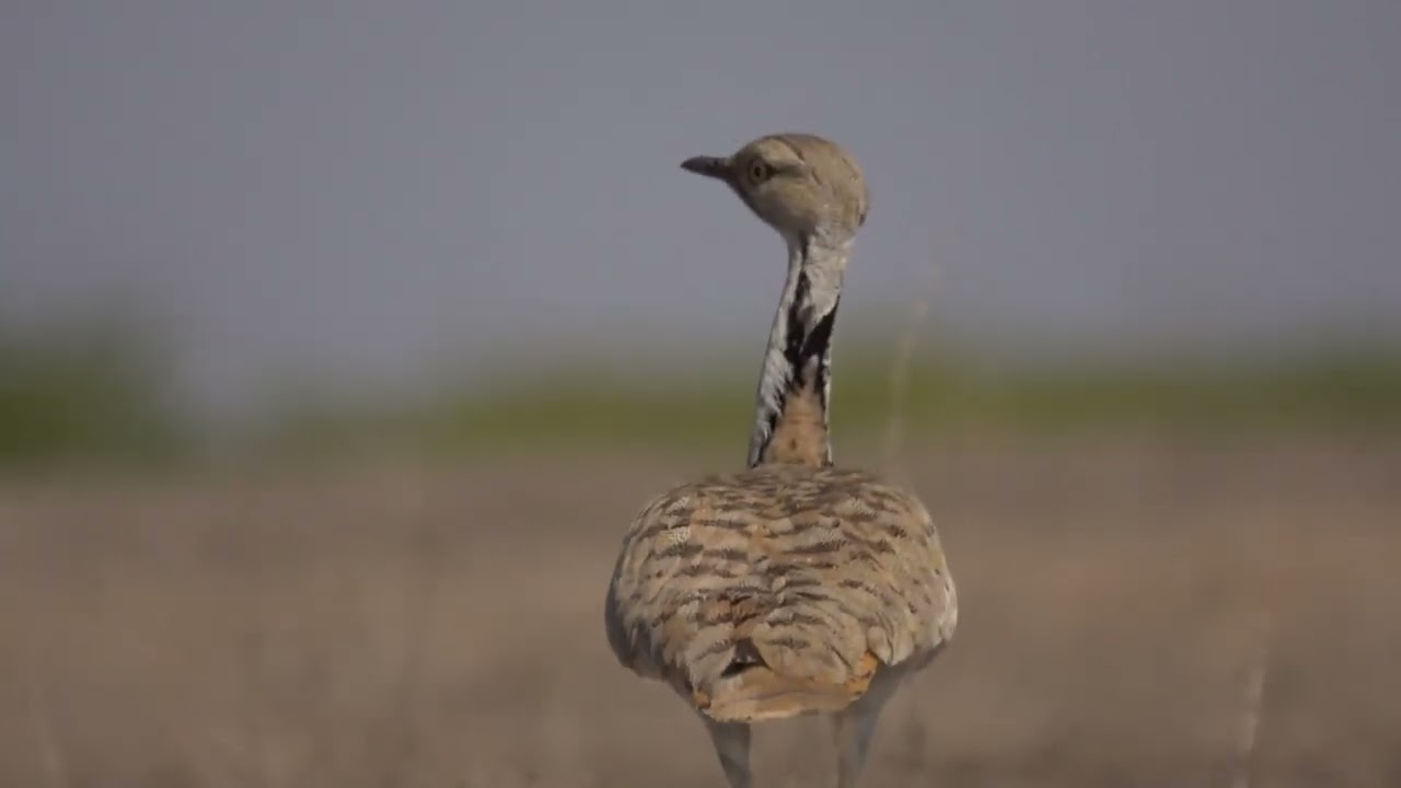 Стрепет   Tetrax tetrax