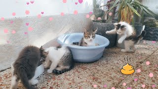 Stray kittens seeing a litter box for the first time: Part 5