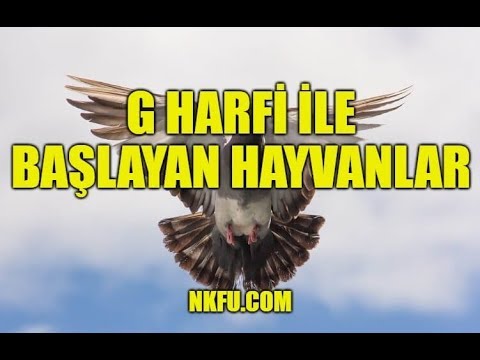 G Harfiyle Baslayan Hayvanlar Youtube