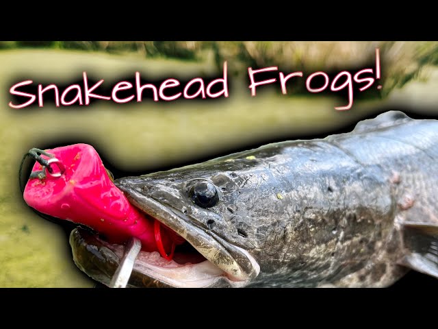 Best Topwater Frogs For Snakehead Fishing 🐸 