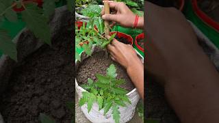🍅 Tilted Tomato Planting Trick for Fast Growth! 🚀🌱 #shorts #tomato #gardening #tomatoplant