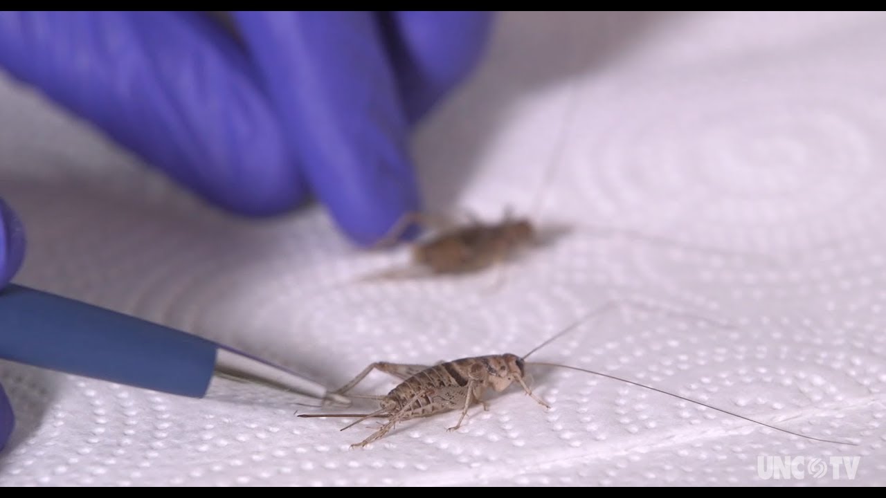 Farming crickets in North Carolina Sci NC YouTube
