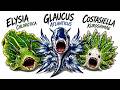 Explained The Strangest Sea Slugs Ever Found
