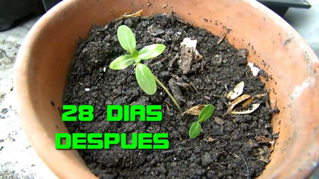 Obtencion De Semillas De Teresita Catharanthus Roseus Youtube