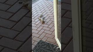 Comfy Lucy squirrel squirrels cuteanimals