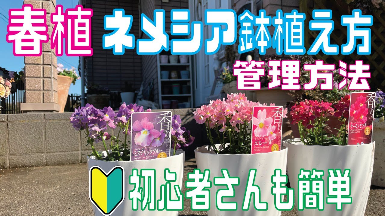初心者でも失敗しない春 ネメシアメーテルの鉢植えと管理方法 春ネメシア3月 Youtube 初心者でも失敗しない春 ネメシアメーテルの鉢植えと管理方法 春ネメシア3月 Youtube