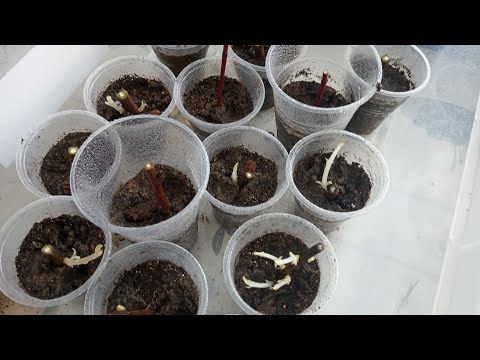 Вопрос: Что такое метод буррито Какие цветы можно так размножать?
