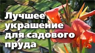 Растения Для Водоемов. Самые Неприхотливые И Красивые