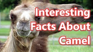 Top 10 Interesting Facts About Camel