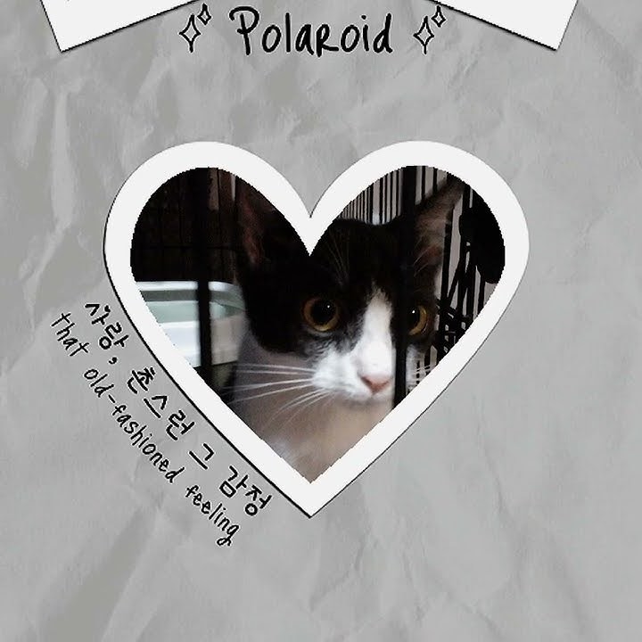 Polaroid love cat template edit