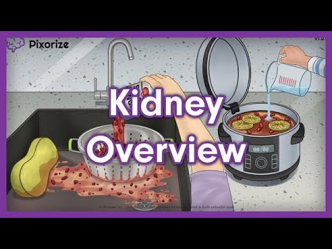 Kidney Overview Mnemonic for MCAT