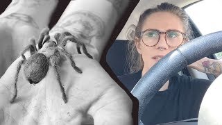 RESCUED A WILD TARANTULA from the DUMPSTER?