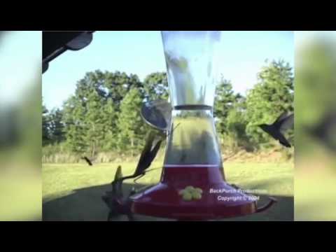 Vidéo: Les mantes religieuses tuent-elles les colibris ?