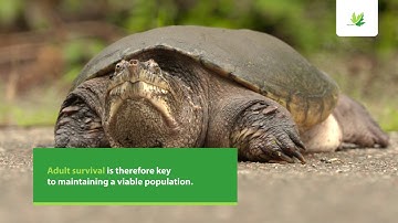 Carapace.ca – Why should you help to protect turtles?