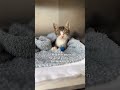 Please donate #viral #viralvideo #catsoftiktok #catsofinstagram #catsofyoutube #catsreels #catshorts